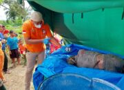 Sepekan Hilang, Sukardi Ditemukan Tewas Membusuk Di Paret Besar Nagori Bangun