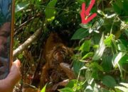 Sempat Diamankan, Harimau Lepas Lagi