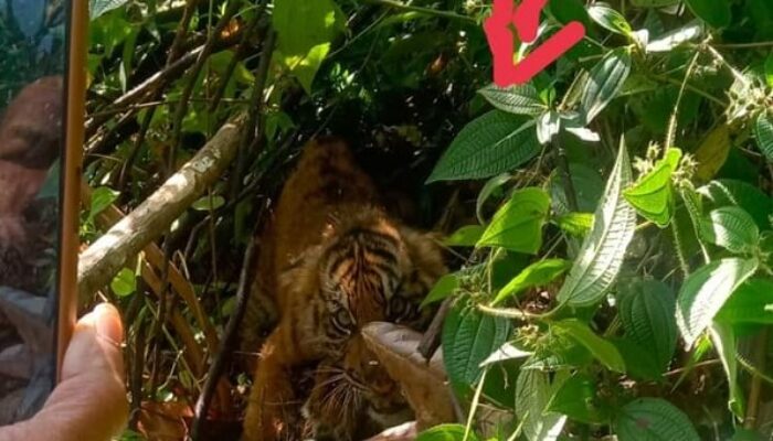 Sempat Diamankan, Harimau Lepas Lagi