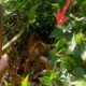 Harimau yang sempat diamankan, lepas kagi yang mengakibat warga Agara makin resah. Waspada/Ist