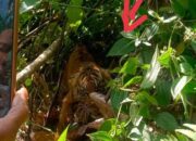 Soal Harimau Hilang Dan Tewas Di Agara, Mapala UGL Kutacane Singgung BKSDA