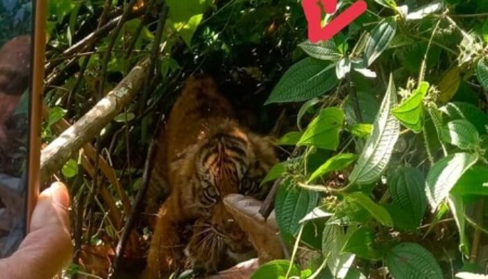 Soal Harimau Hilang Dan Tewas Di Agara, Mapala UGL Kutacane Singgung BKSDA