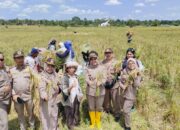 Kementerian Pertanian, melalui Karantina Pertanian Belawan bersama instansi terkait mengawal para petani di Kabupaten Simalungun yang melakukan panen padi.