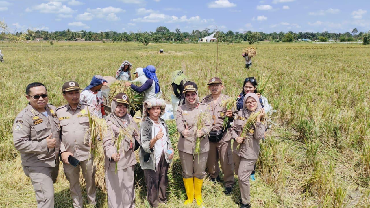 Kementerian Pertanian, melalui Karantina Pertanian Belawan bersama instansi terkait mengawal para petani di Kabupaten Simalungun yang melakukan panen padi.