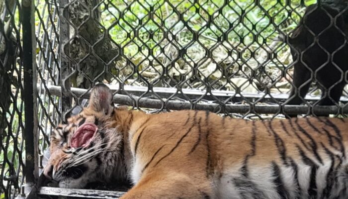 Harimau Di Kluet Tengah Masuk Perangkap