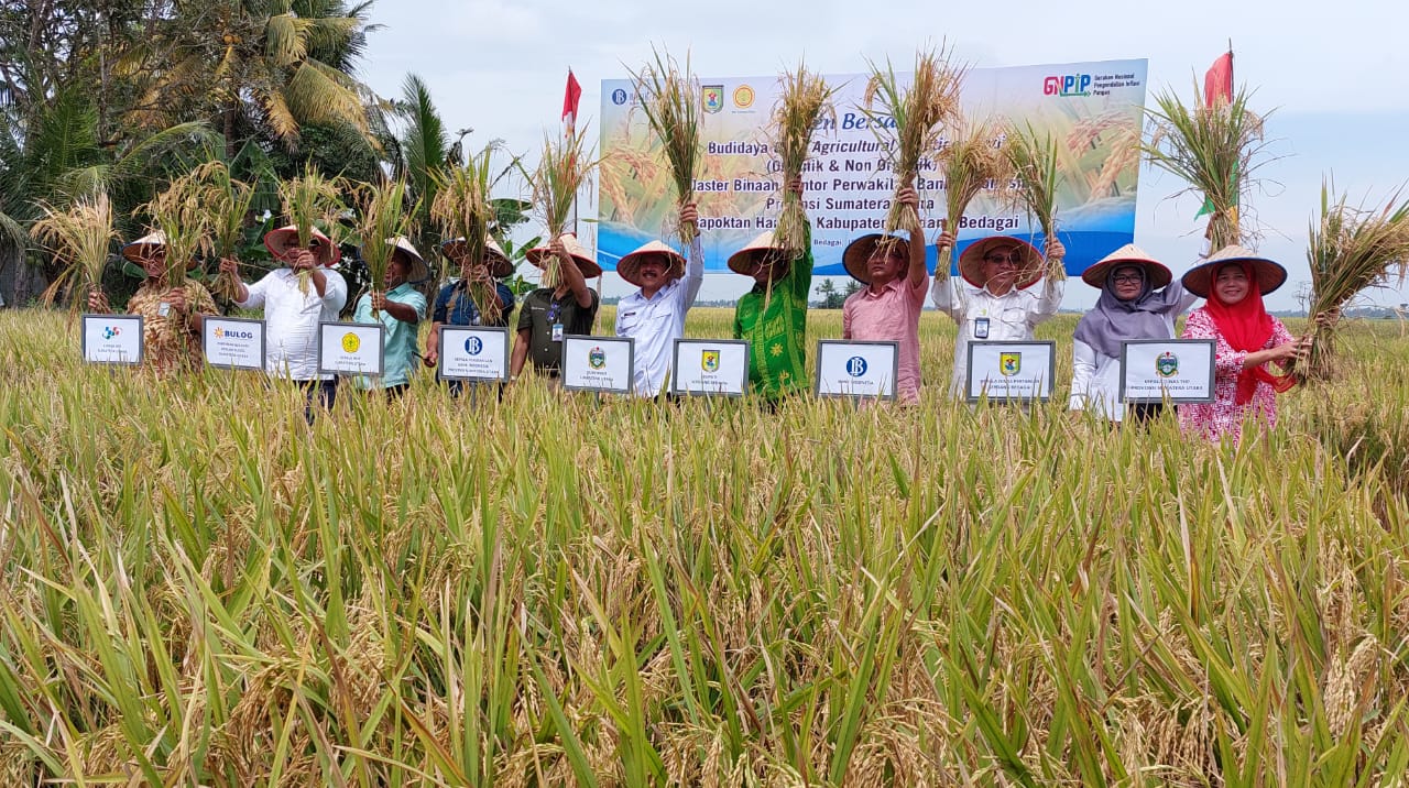 Selebrasi Panen Bersama Demplot Budidaya Good Agriculture Practices Padi pada klaster binaan Gapoktan Harapan, di Desa Pematang Pelintahan Kec.Sei Rampah, Kabupaten Serdang Bedagai, Jumat (10/2/2023).