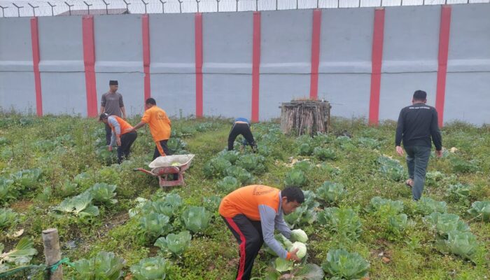 Rutan Kelas IIB Humbahas Kumham Sumut Panen Kubis