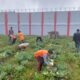 Rutan Kelas IIB Humbahas Kumham Sumut Panen Kubis
