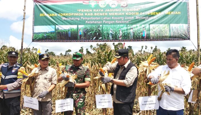 Atasi Laju Inflasi, Haili Yoga Panen Perdana Jagung Hibrida