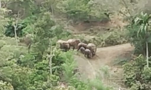 Lagi, Warga Pidie Tewas Mengenaskan Diinjak Gajah Liar Lagi, Warga Pidie Tewas Mengenaskan Diinjak Gajah Liar