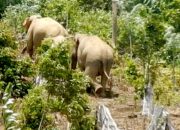 Serangan Gajah Sporadis, Warga Pidie: Segera Akhiri