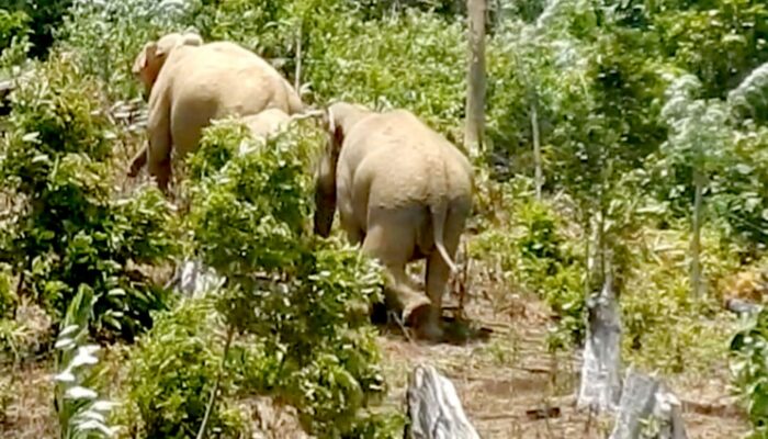 Serangan Gajah Sporadis, Warga Pidie: Segera Akhiri