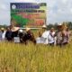 Petani Paya Bakong Panen Raya Di Tengah Inflasi
