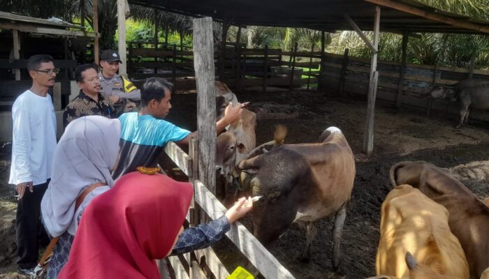 Dapat Jatah 2 Ribu Dosis, Puluhan Ternak Divaksin Cegah PMK Di Aceh Singkil