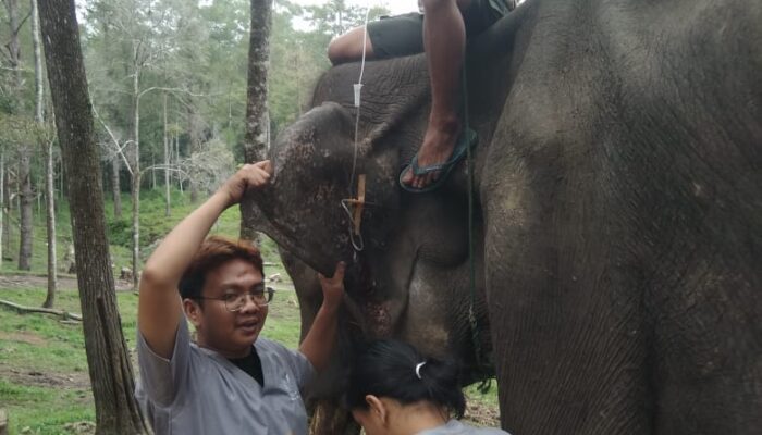 Dwiki, Gajah ANECC Simalungun Mati Karena Sakit