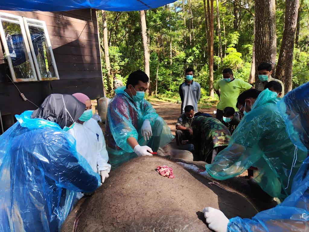 Dwiki, Gajah ANECC Simalungun Mati Karena Sakit
