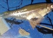 Heboh, Perut ikan Dibelah, Isinya Kutu Kura-kura Hidup