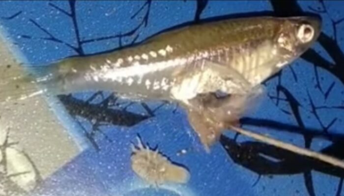 Heboh, Perut ikan Dibelah, Isinya Kutu Kura-kura Hidup