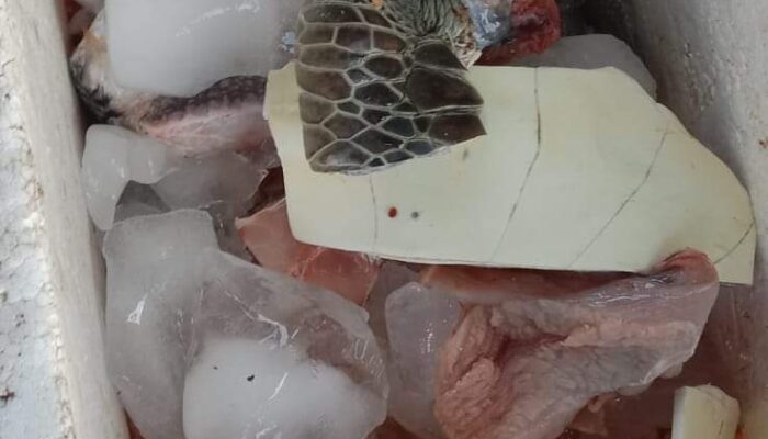 Heboh Di Medsos Potongan Daging Penyu Dibawa Ke Nias, Masyarakat Minta Tangkap Pelaku