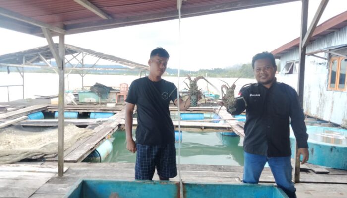 Lobster Di Simeulue Berkurang