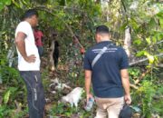 Tiga Ternak Warga Mati Dimangsa Harimau