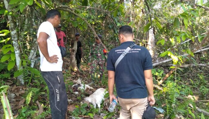 Tiga Ternak Warga Mati Dimangsa Harimau