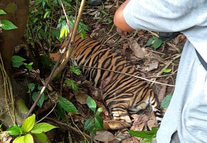 Lagi, Harimau Mati Di Aceh