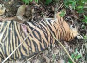 Lagi, Harimau Mati Di Aceh