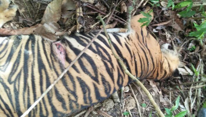 Lagi, Harimau Mati Di Aceh