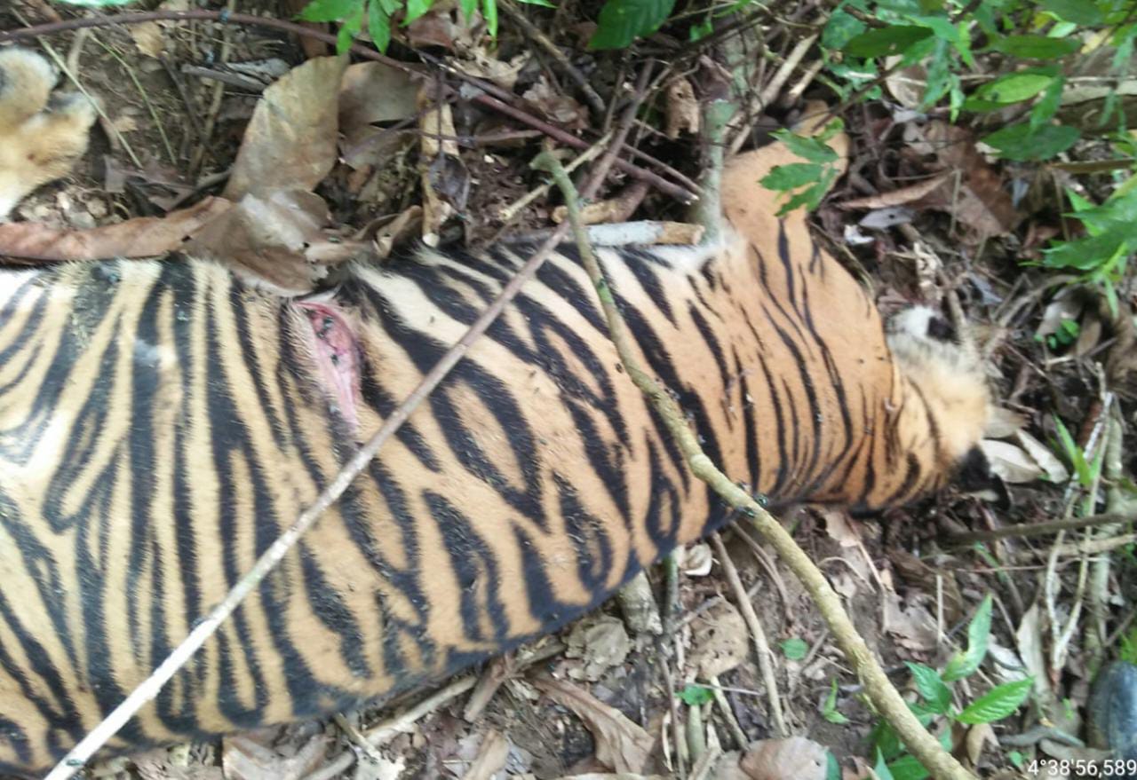 Lagi, Harimau Mati Di Aceh