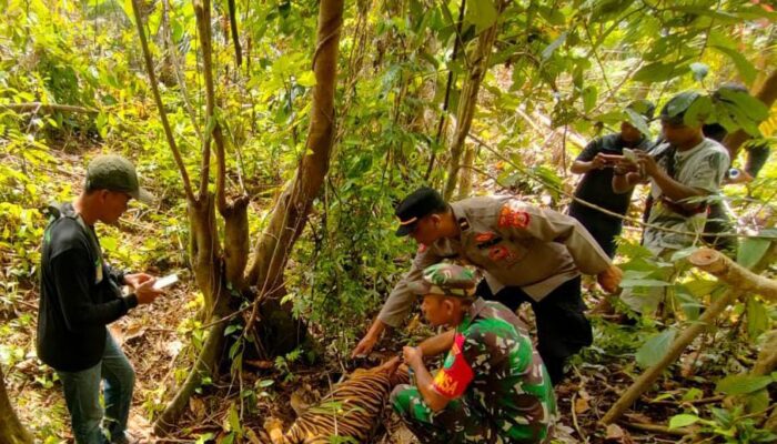 Kematian Harimau Sumatera Diselidiki