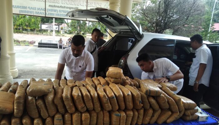 Polres Langkat Amankan 233 Kg Ganja Dan 1 Kg Sabu