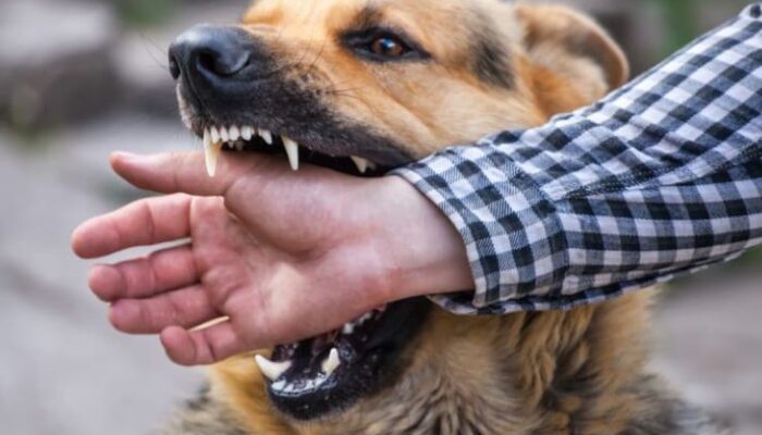 Tiga Warga Bener Meriah Diserang Anjing Gila