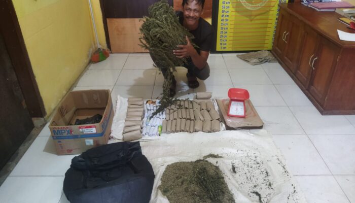 Polsek Manyak Payed Ringkus Pengedar Ganja