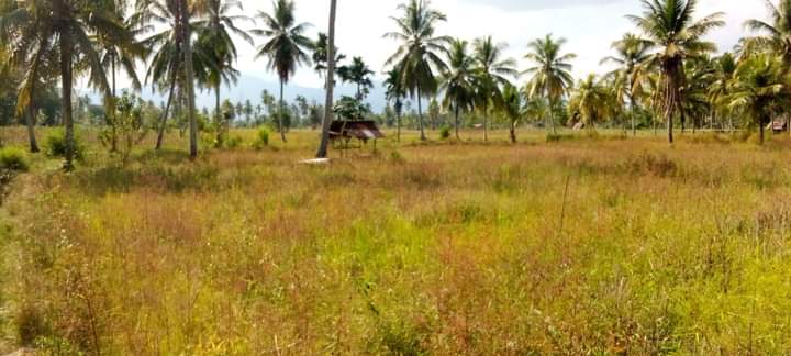 Petani Madina Menjerit Histeris Tanpa Suara