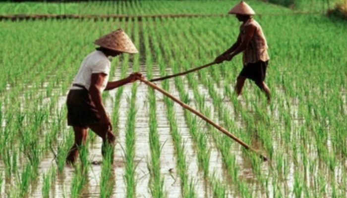 Nilai Tukar Petani Naik Sebesar 0,77 persen