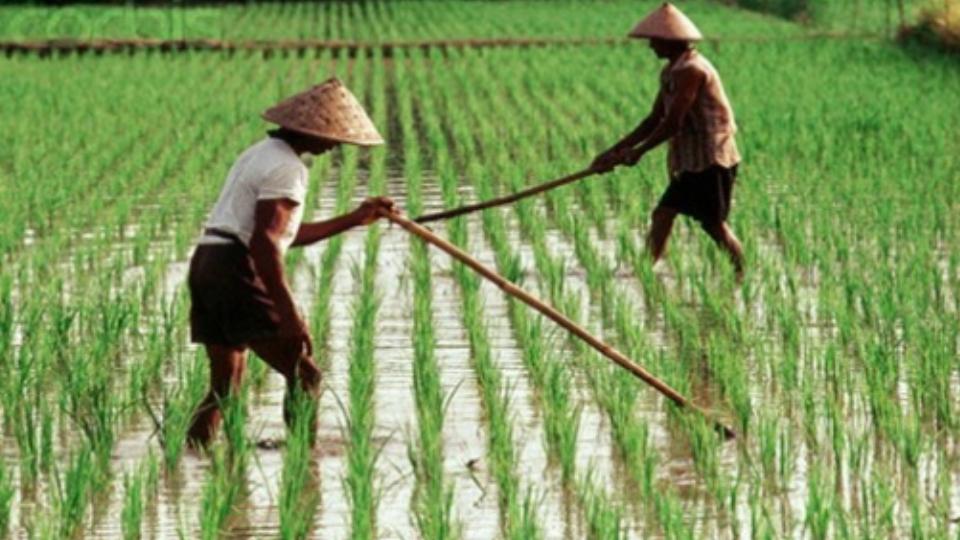 Nilai Tukar Petani Naik Sebesar 0,77 persen