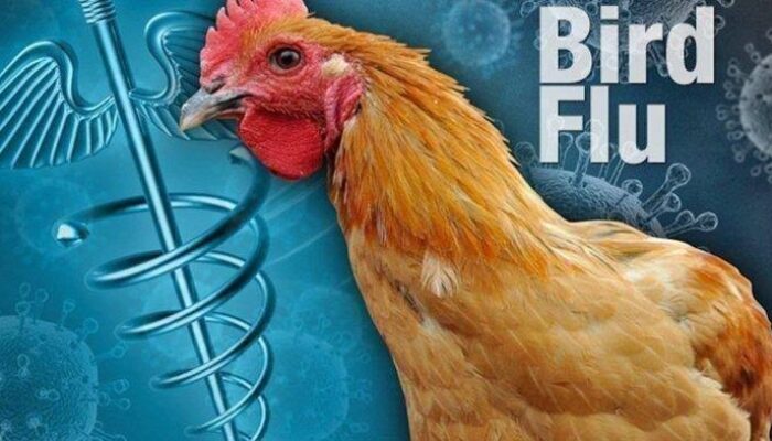 Sumut Waspadai KLB Flu Burung