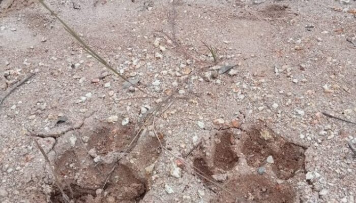 Ada Jejak Harimau, 2 Lembu Warga Tapsel Hilang, 1 Mati Dicabik