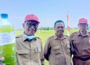 Pemilihan Varietas Tidak Tahan Wereng Jadi Masalah Besar Bagi Petani