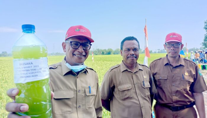 Pemilihan Varietas Tidak Tahan Wereng Jadi Masalah Besar Bagi Petani