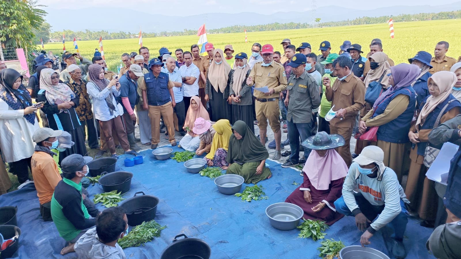 Pemilihan Varietas Tidak Tahan Wereng Jadi Masalah Besar Bagi Petani Pemilihan Varietas Tidak Tahan Wereng Jadi Masalah Besar Bagi Petani