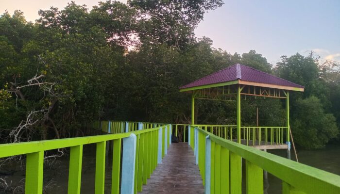 Mangrove Asahan Bagai Kilau “Mutiara Dalam Kerang”