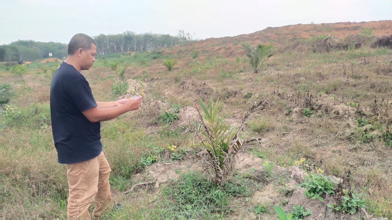 Kurang Perawatan, Tanaman Sawit PTPN 3 Dipenuhi Gulma Hingga Mati