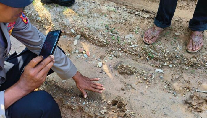 Jejak Harimau Meluas Di Aceh Timur