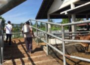 Meningkat, Aktivitas Pemotongan Hewan Saat Meugang Di RPH Lambaro