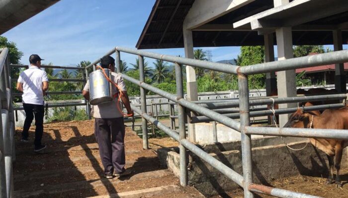 Meningkat, Aktivitas Pemotongan Hewan Saat Meugang Di RPH Lambaro