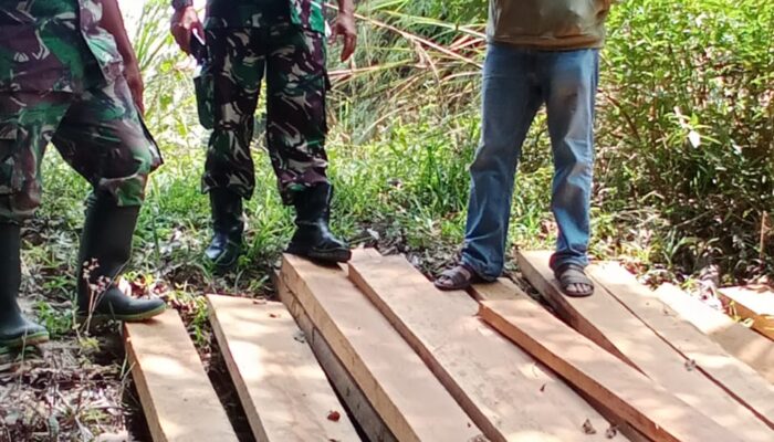 TNI Dan HMB Temukan Aktivitas Illegal Logging Di Mosa Tapsel