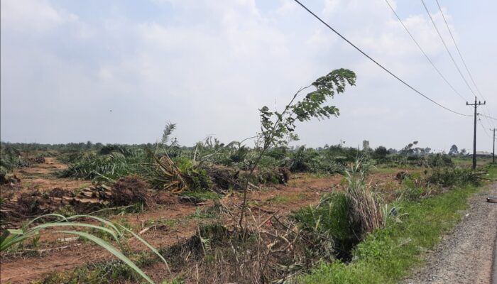 PTPN-2: Lahan HGU Nomor 103 Kebun Bulu Cina Diduga Diperjualbelikan
