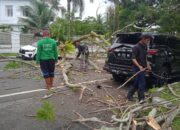 Dua Mobil Ringsek Tertimpa Pohon